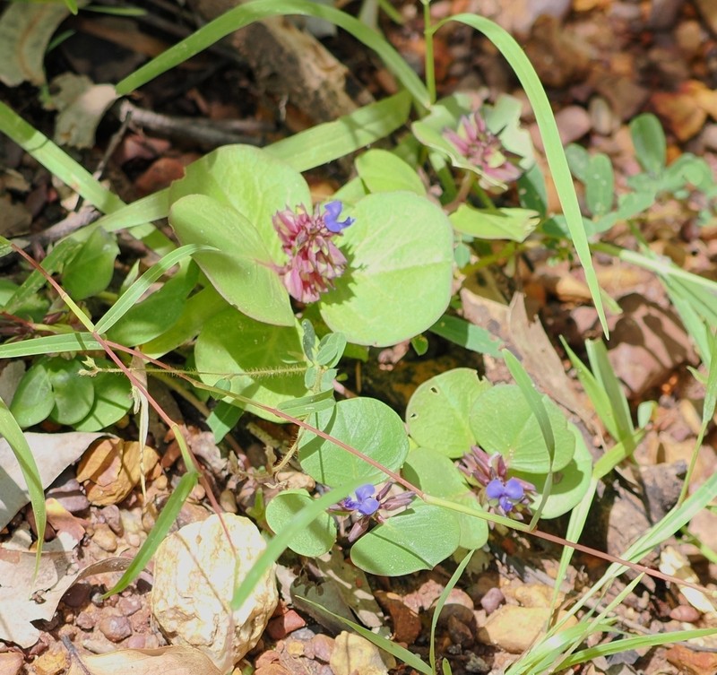 Polygala obversa photo 7