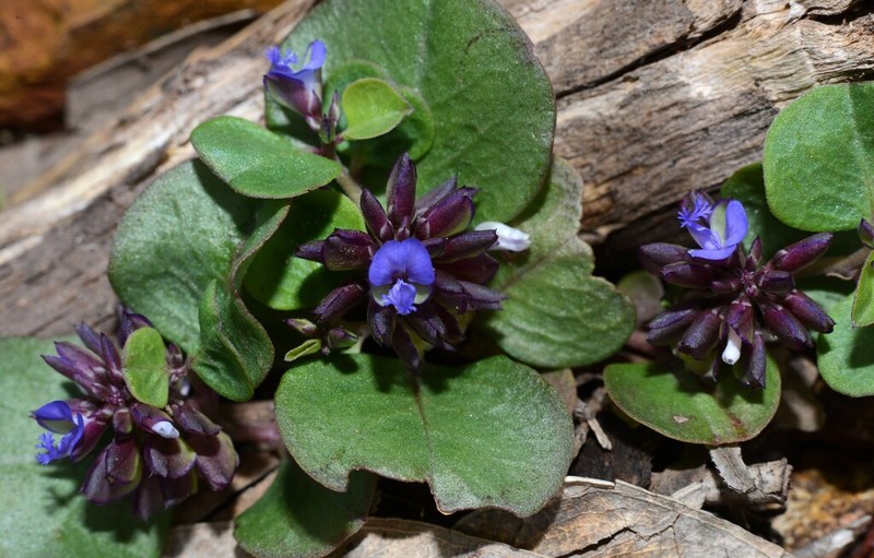 Polygala obversa photo 8