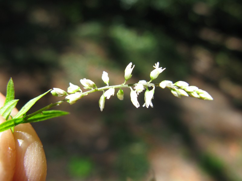 Orosne photo 4