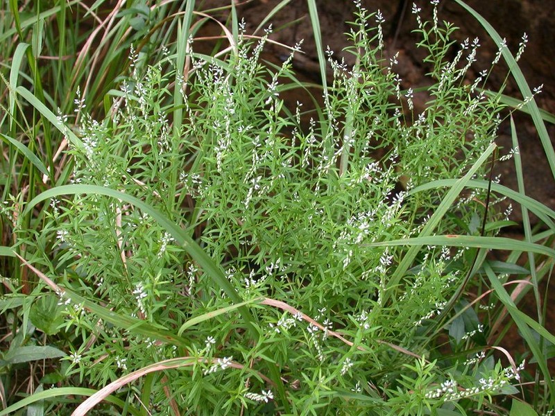 Orosne photo 5
