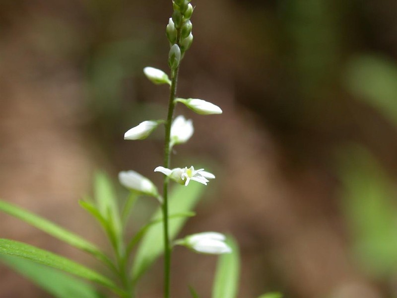 Orosne photo 2