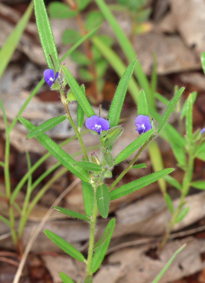 Polygala parviloba