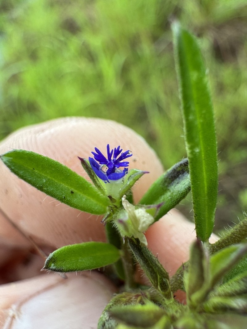 Polygala parviloba photo 2