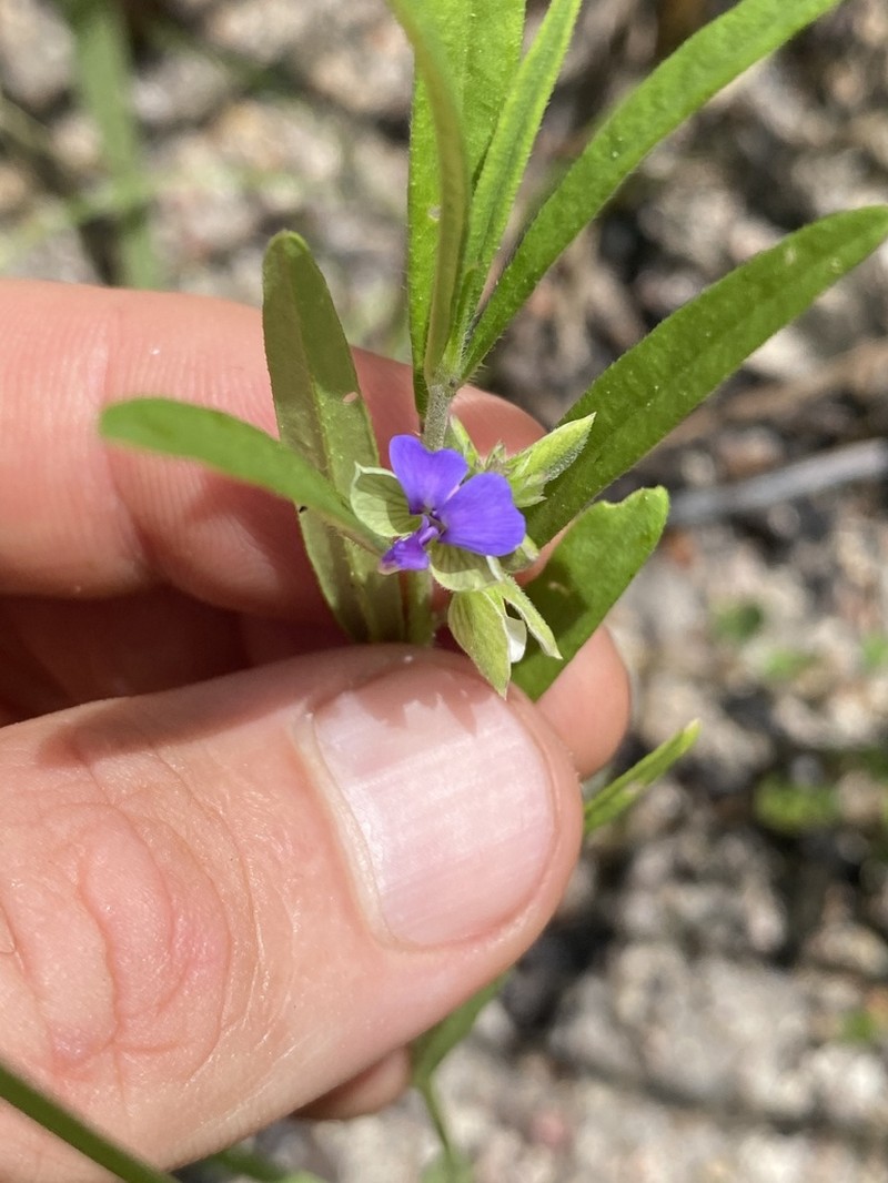 Polygala parviloba photo 3