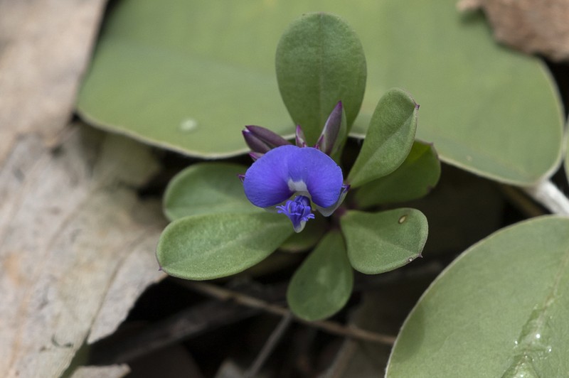 Polygala parviloba photo 4