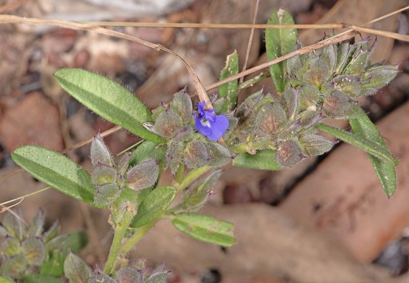 Polygala parviloba photo 5