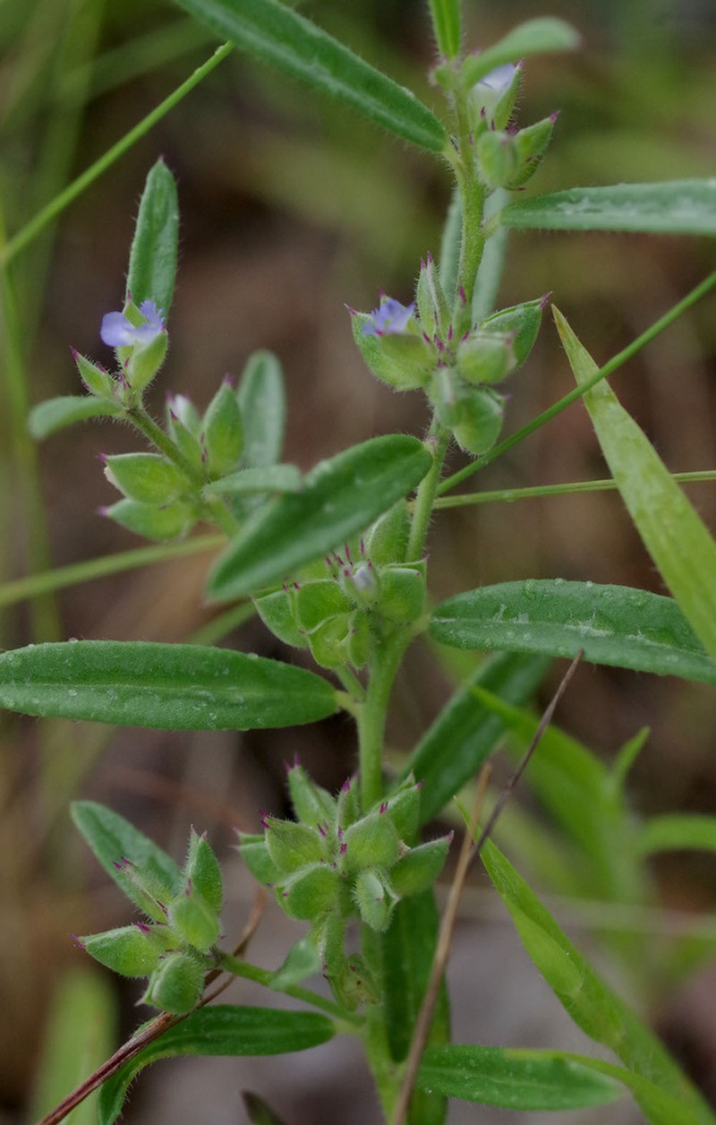 Polygala parviloba photo 6