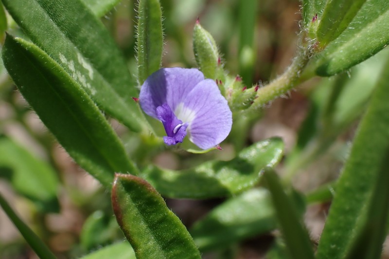 Polygala parviloba photo 7