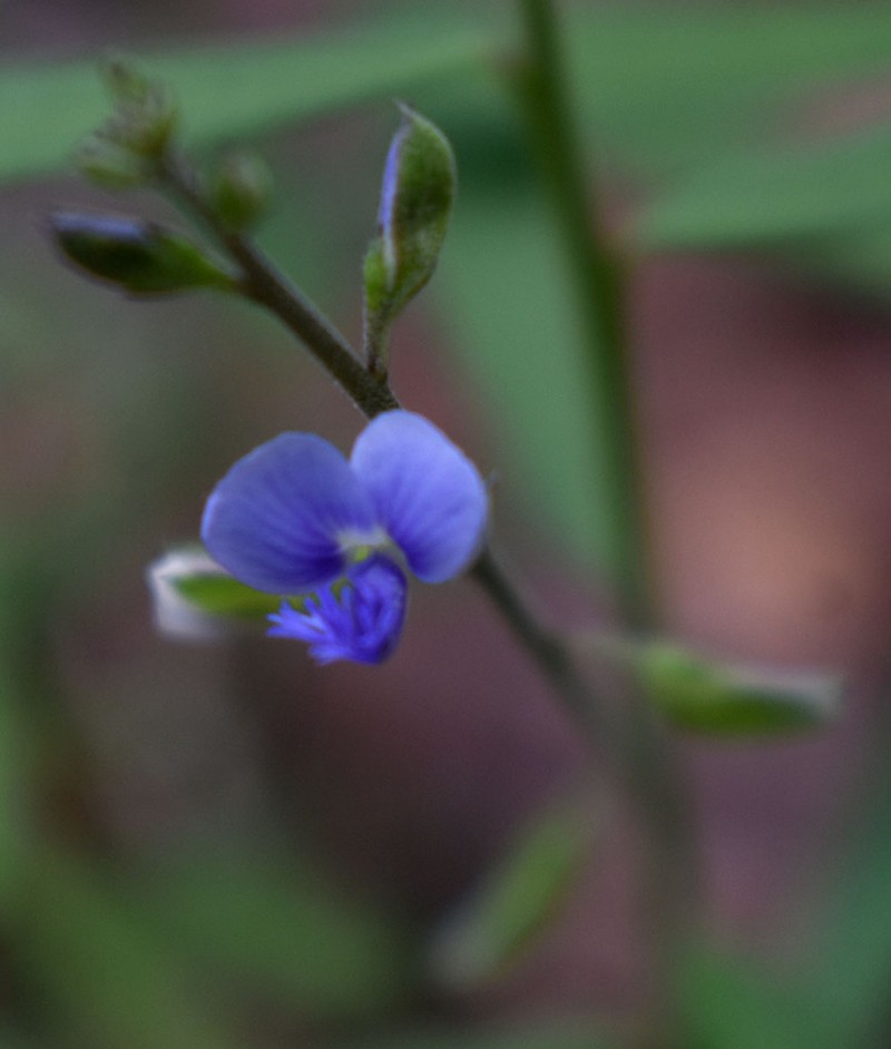 Polygala parviloba photo 8