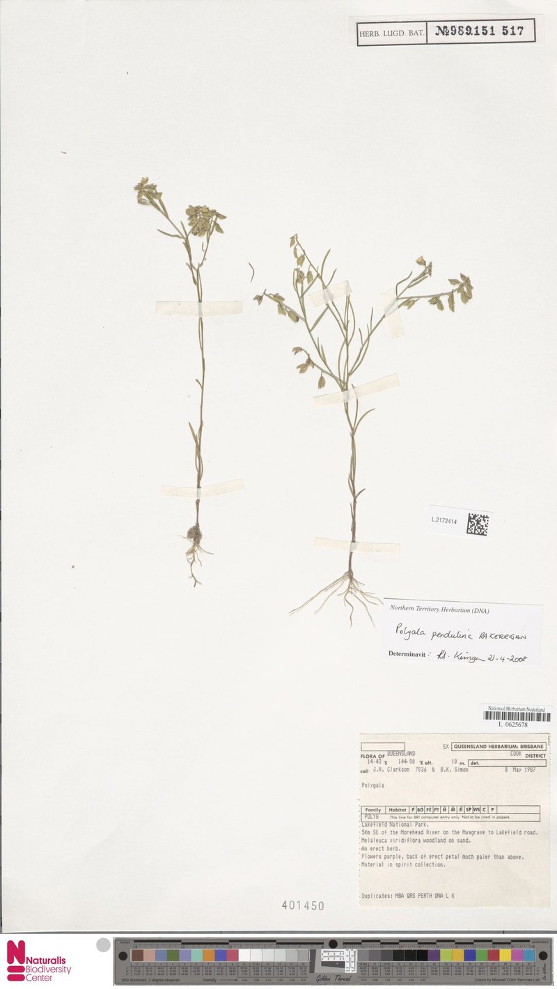 Polygala pendulina