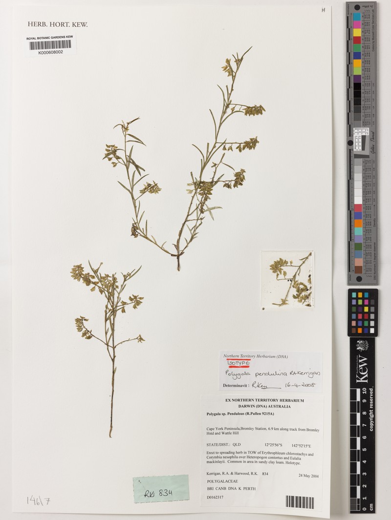 Polygala pendulina photo 2