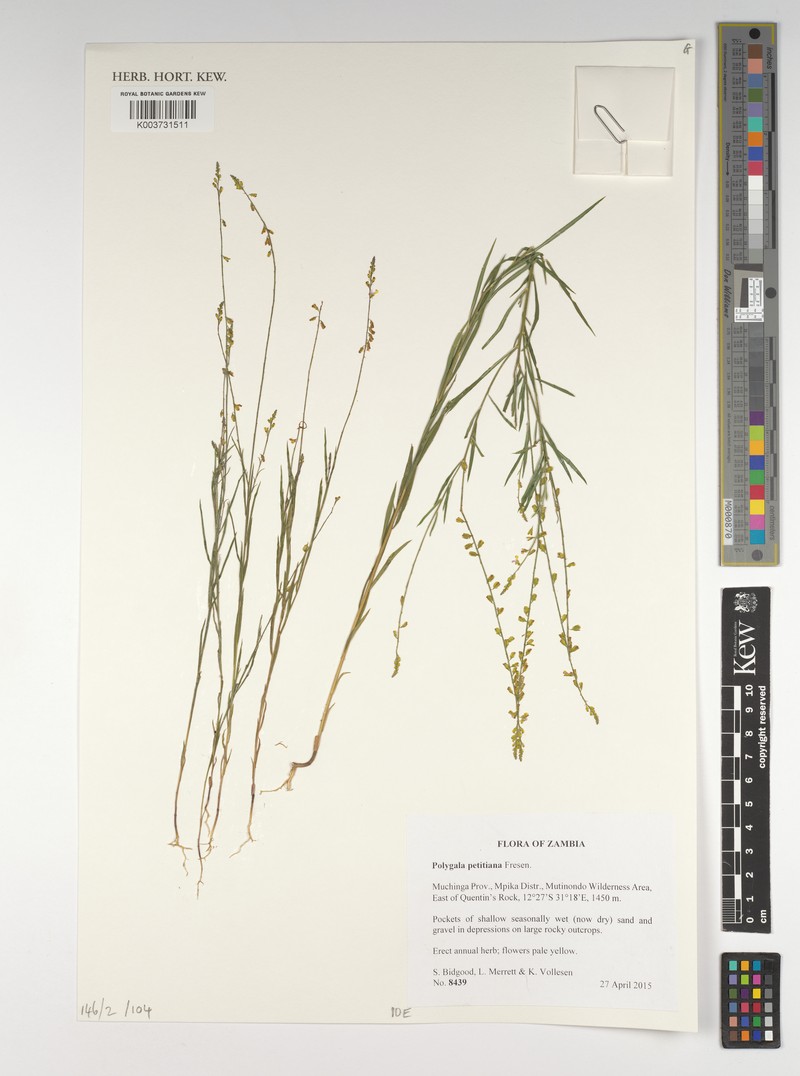 Polygala petitiana subsp. petitiana