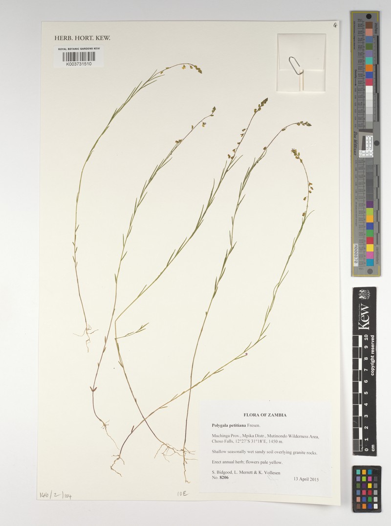 Polygala petitiana subsp. petitiana photo 2