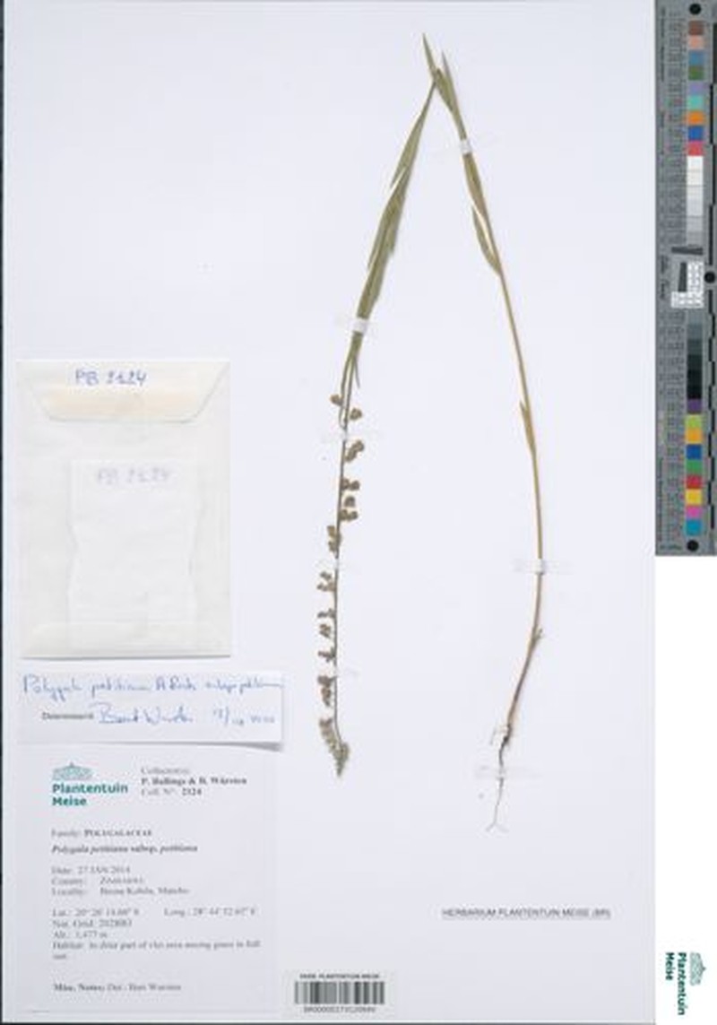 Polygala petitiana subsp. petitiana photo 3