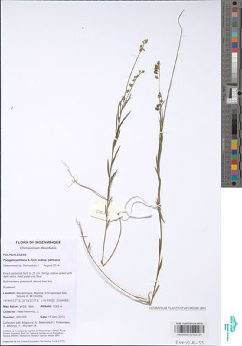 Polygala petitiana subsp. petitiana photo 4