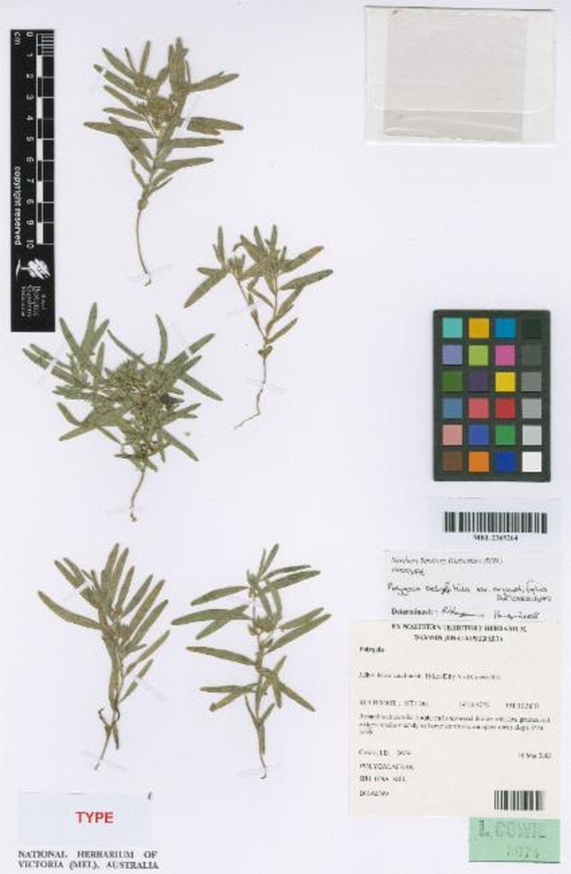 Polygala petrophila var. angustifolia