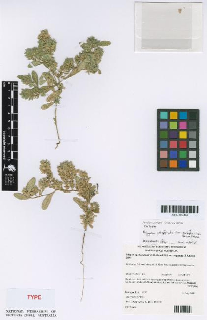 Polygala petrophila var. petrophila