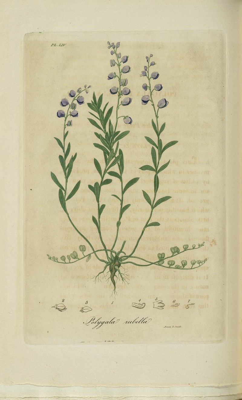 Racemed Milkwort photo 3