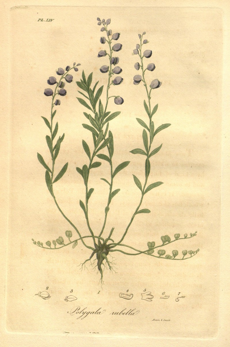 Racemed Milkwort photo 4