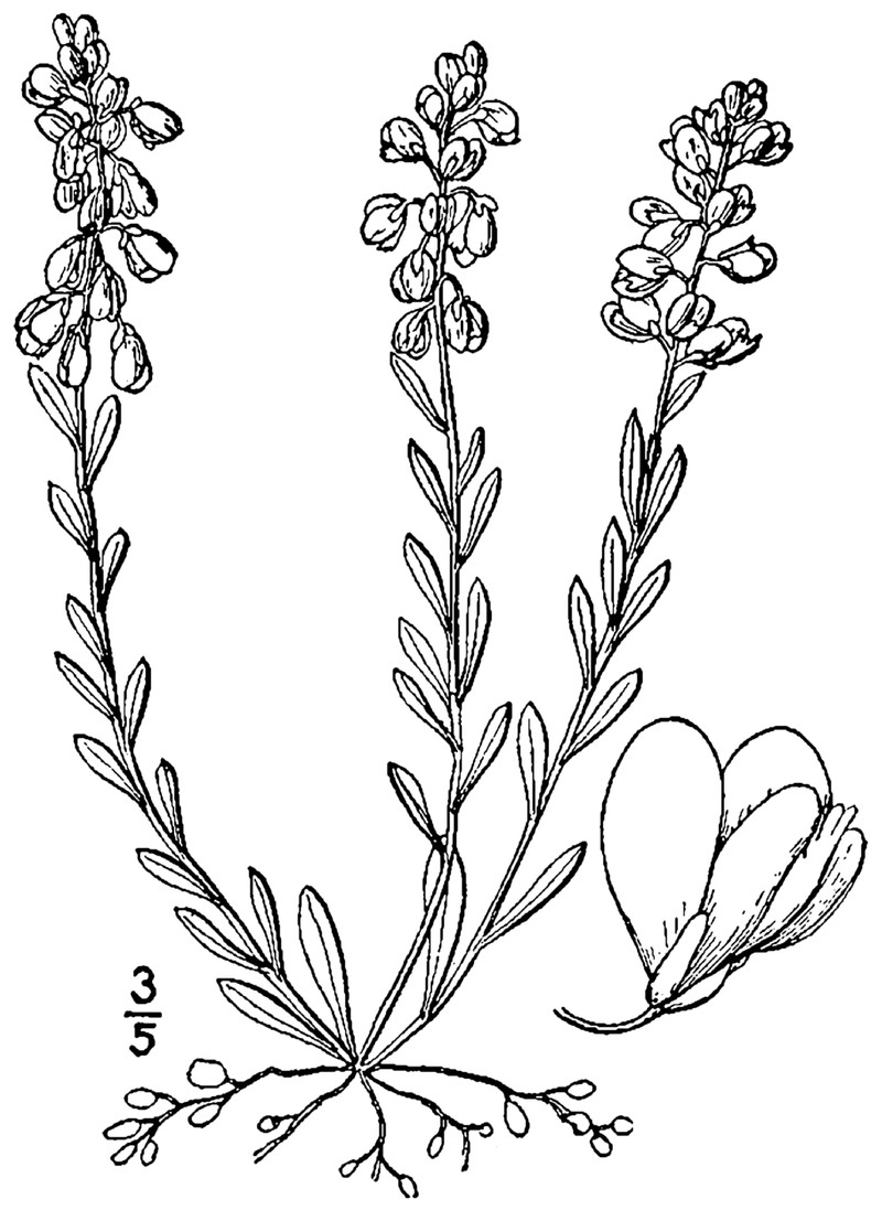 Racemed Milkwort photo 2