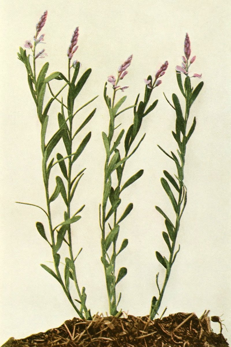 Racemed Milkwort photo 5