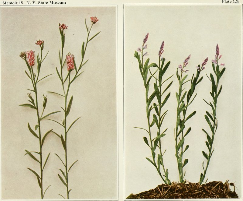 Racemed Milkwort photo 6