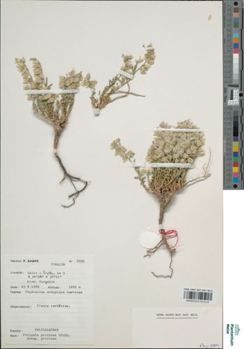 Polygala pruinosa subsp. pruinosa