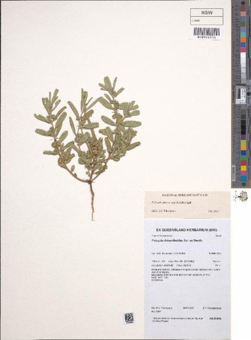 Polygala pterocarpa photo 2