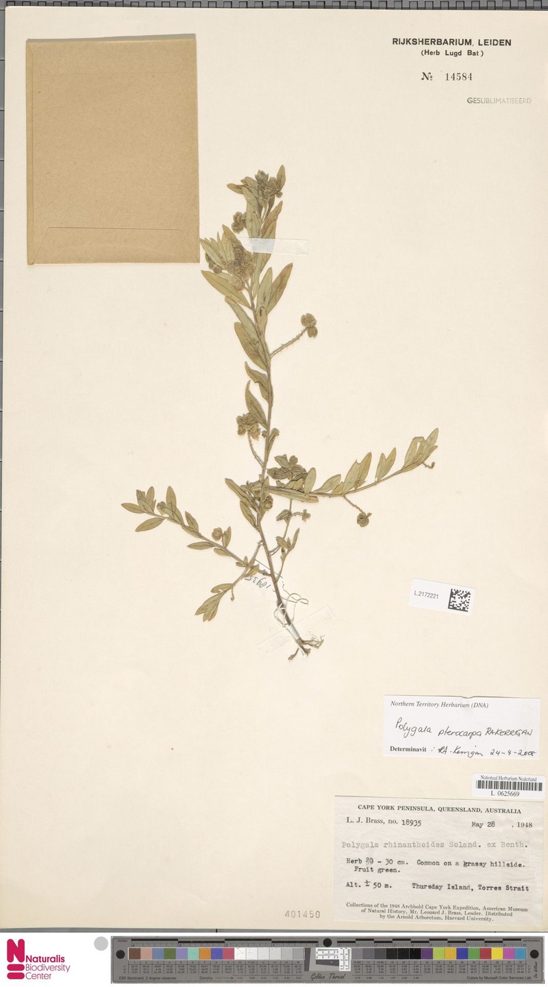 Polygala pterocarpa photo 3