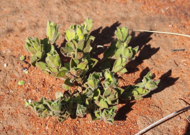 Polygala pterocarpa