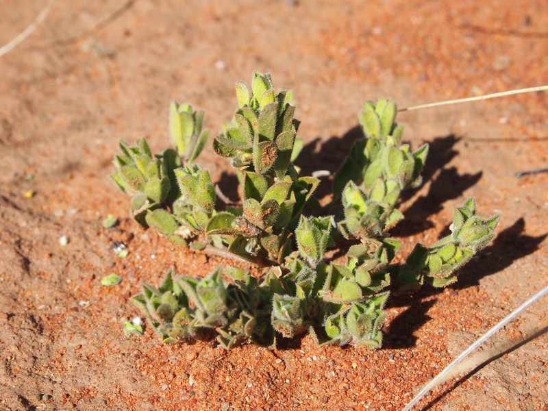 Polygala pterocarpa photo 4