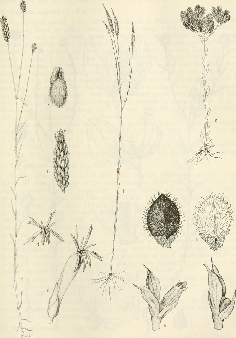 Low Pinebarren Milkwort photo 3