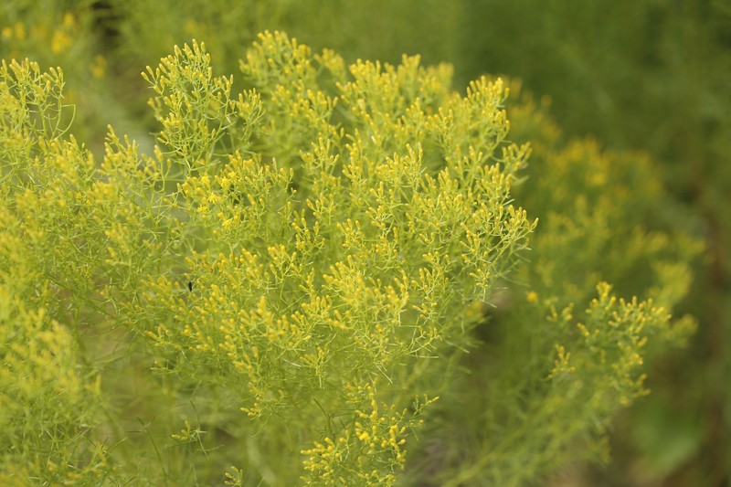Low Pinebarren Milkwort photo 2