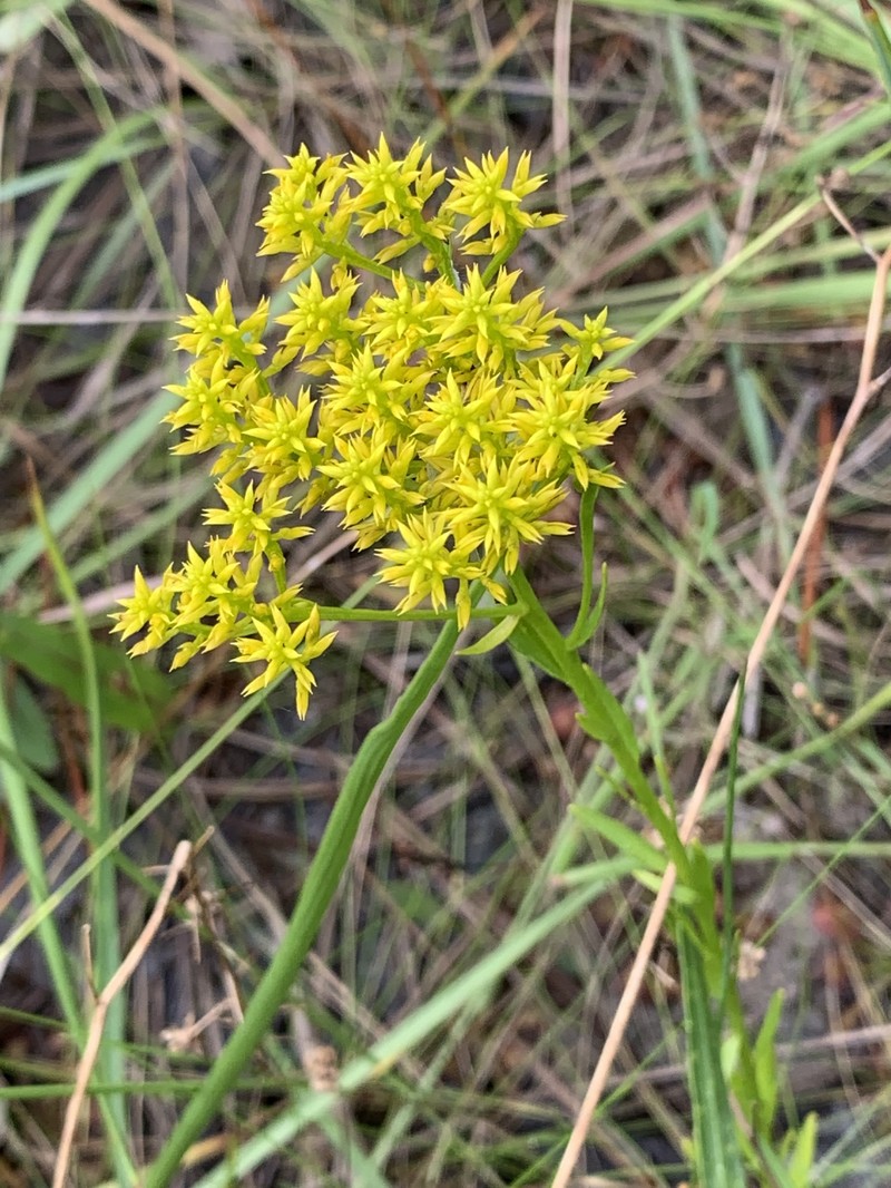 Low Pinebarren Milkwort