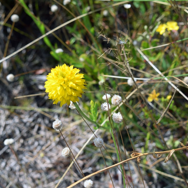 Yellow Milkwort photo 2