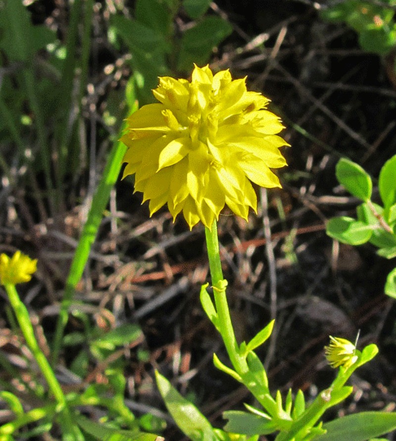 Yellow Milkwort photo 3
