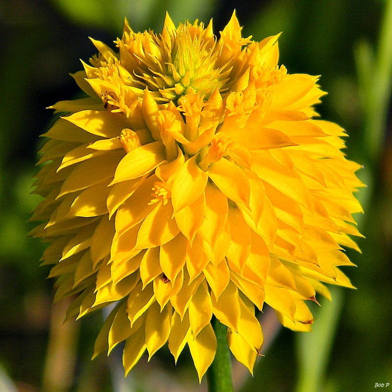 Yellow Milkwort photo 4