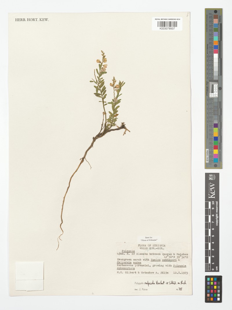 Polygala rupestris subsp. rupestris
