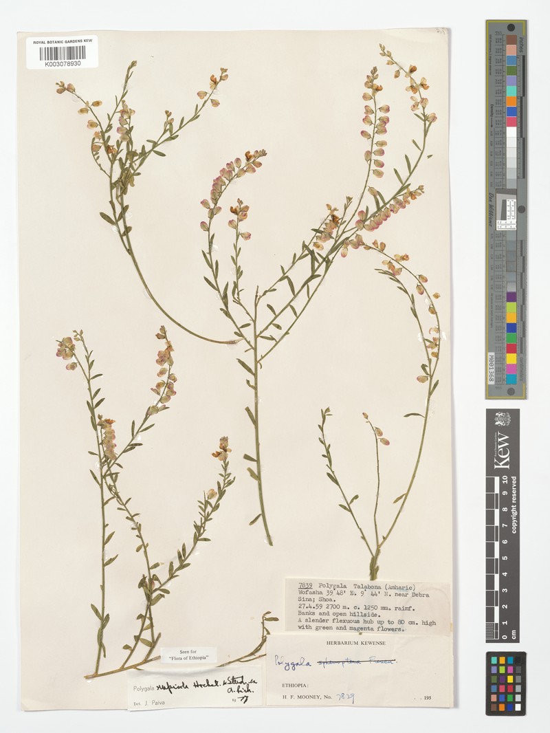 Polygala rupestris subsp. rupestris photo 2