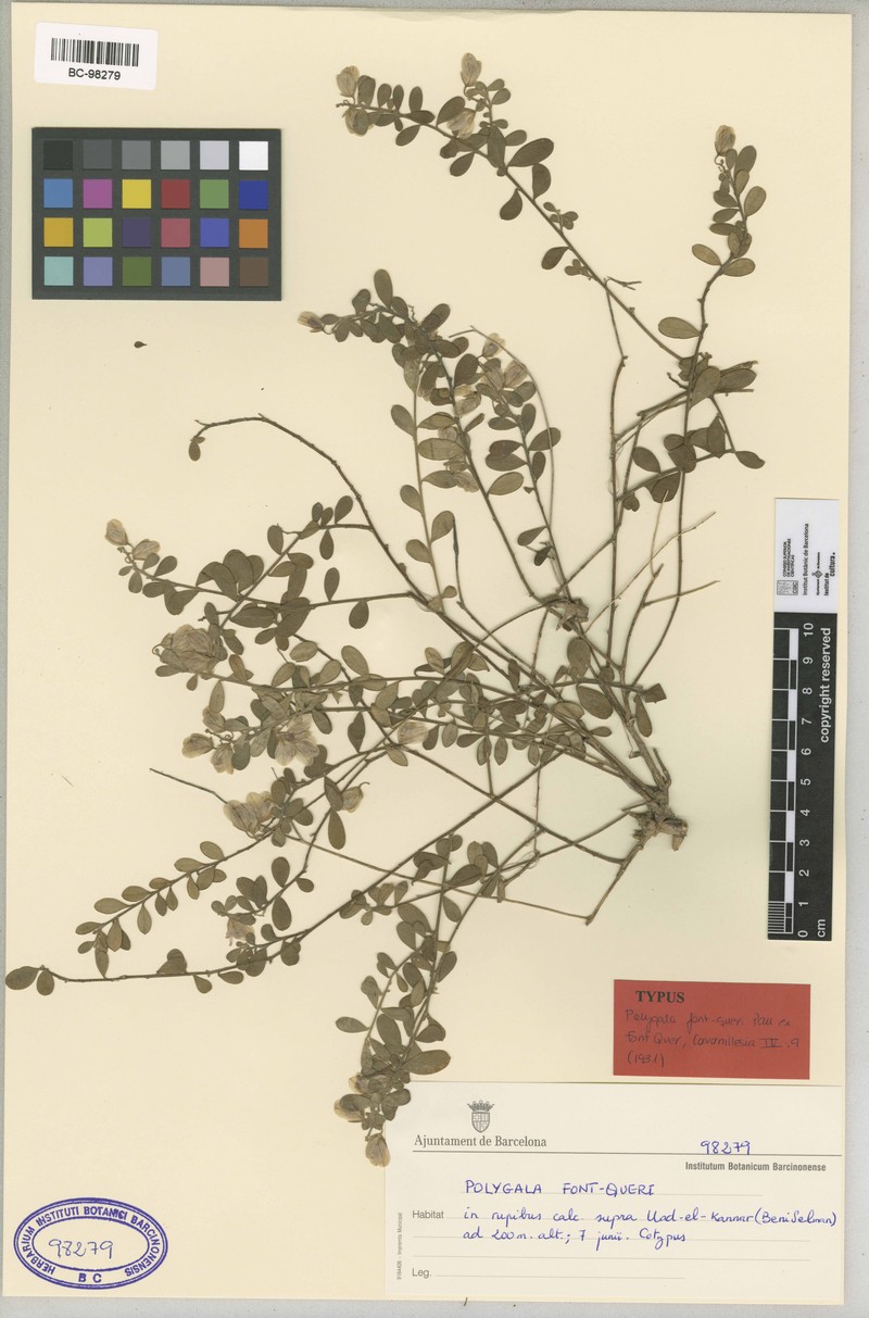 Polygala rupestris subsp. rupestris photo 3