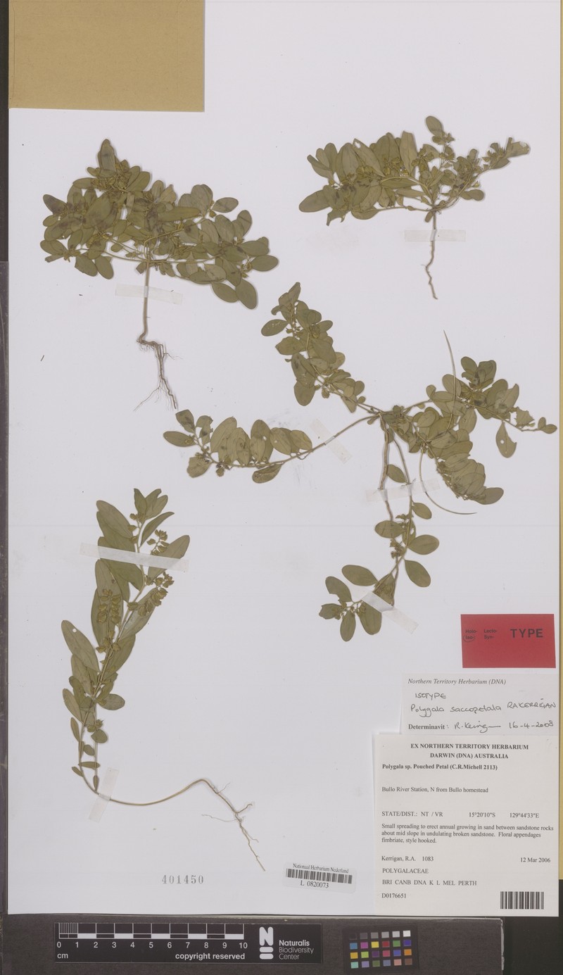 Polygala saccopetala