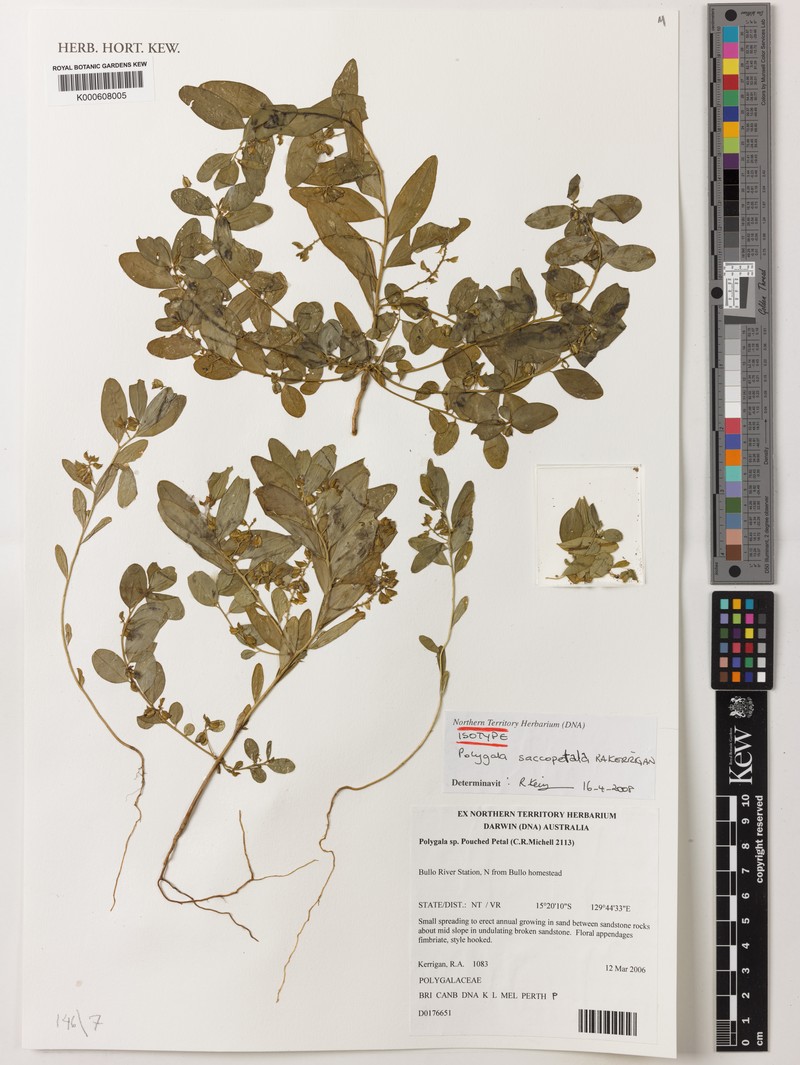 Polygala saccopetala photo 2
