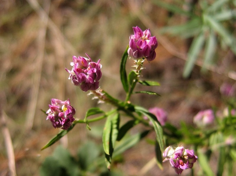 Purple Milkwort photo 3