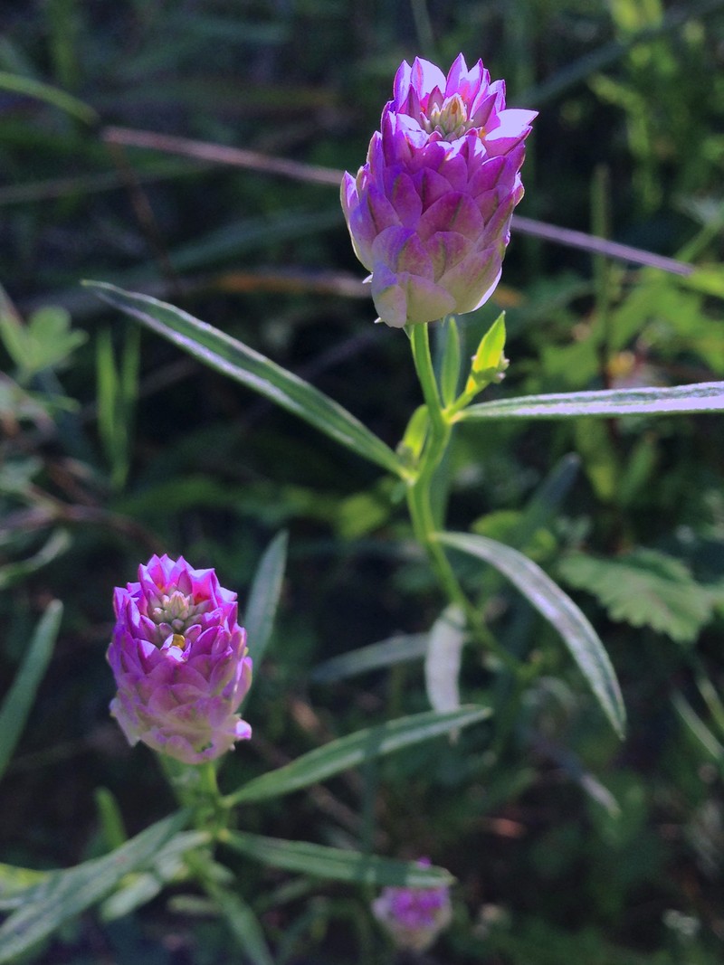 Purple Milkwort photo 4