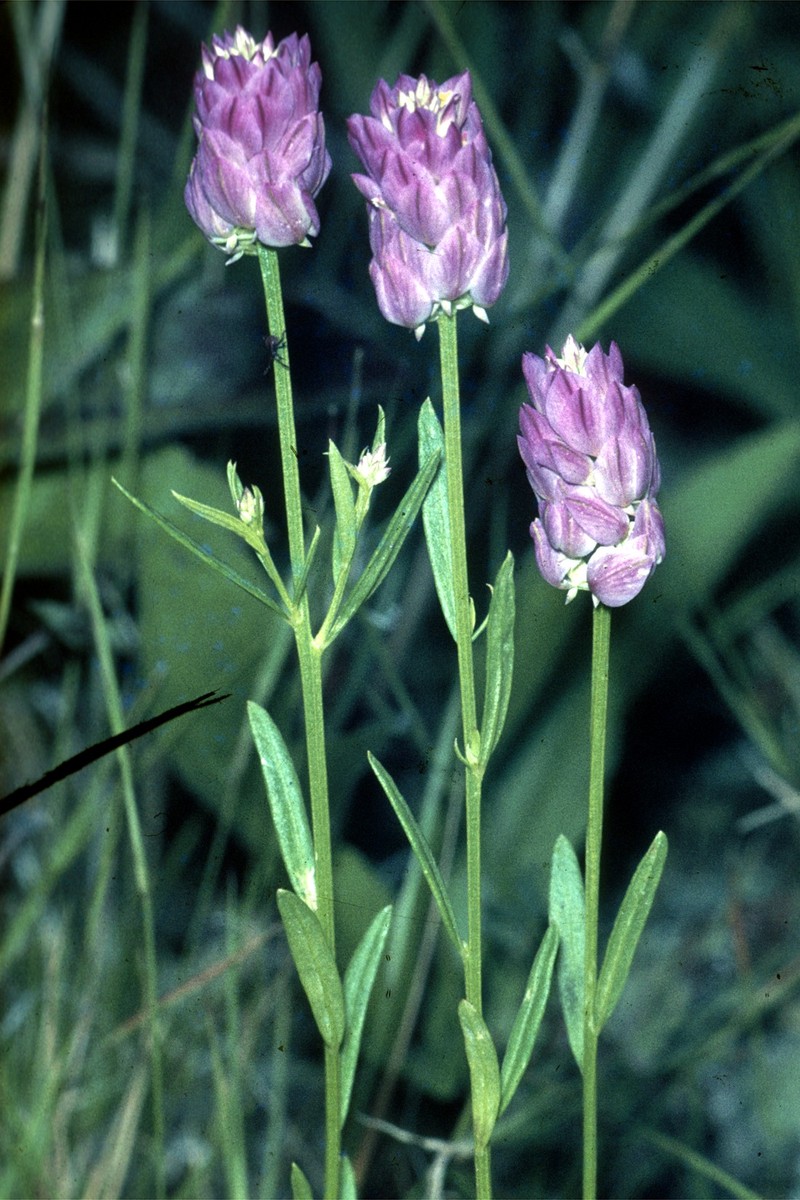 Purple Milkwort photo 2