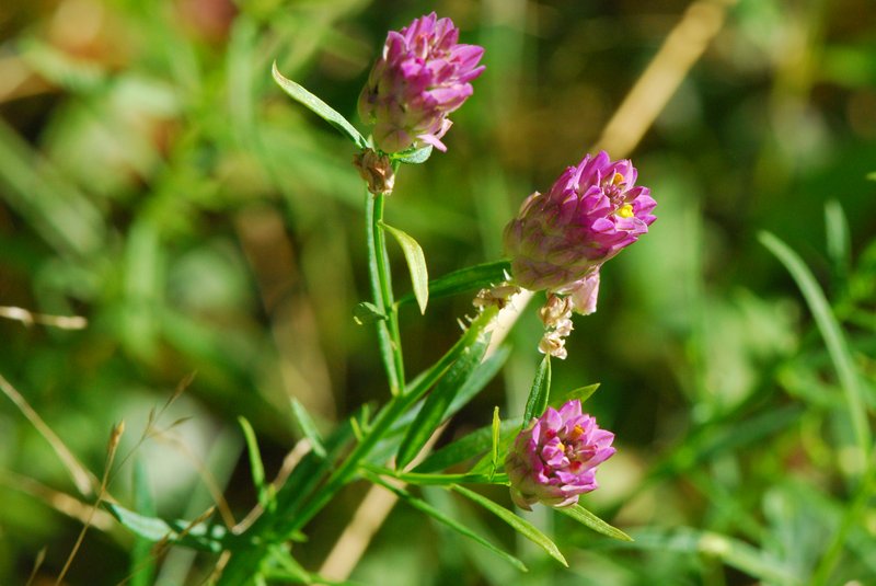 Purple Milkwort photo 6