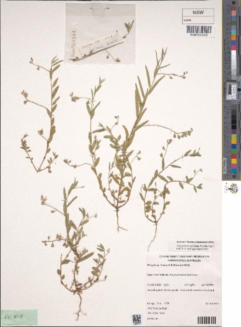 Polygala scorpioides