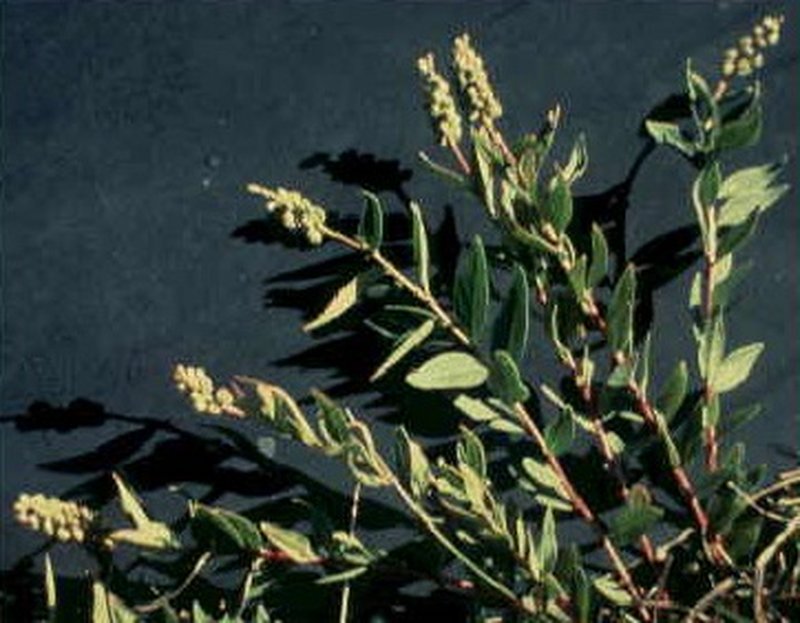Seneca Snakeroot photo 4