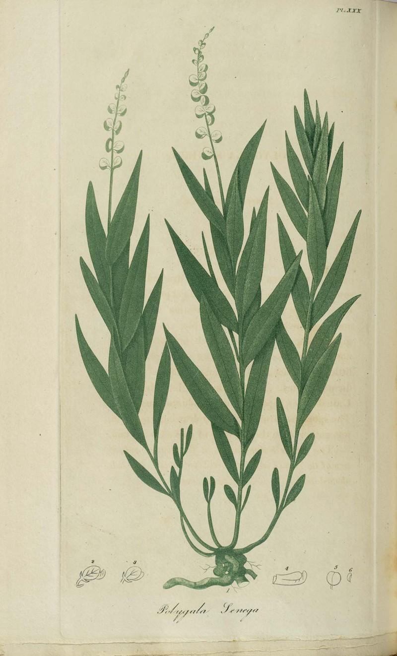 Seneca Snakeroot photo 2