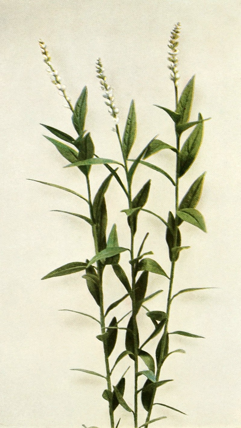 Seneca Snakeroot photo 3